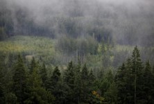 加拿大将挑战美国对软木木材的最新关税
